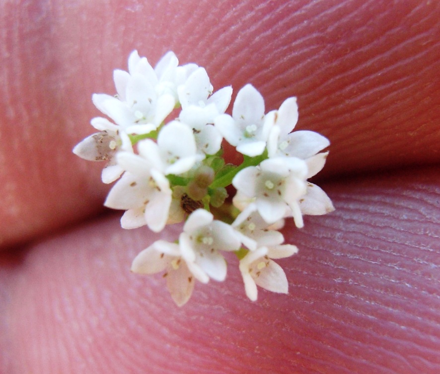 Rubiacea - Galium debile